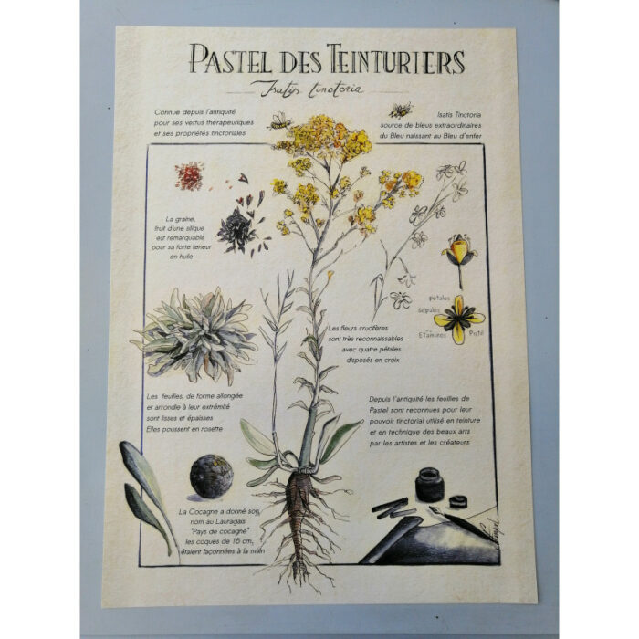 Affiche botanique sur le pastel des teinturiers (Isatis Tinctoria)