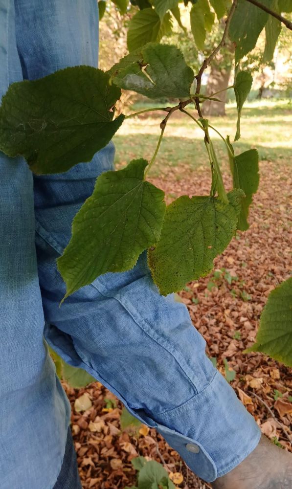 Chemise Homme 100% lin français -Cintrée - Col classique - Manches longues – Image 10